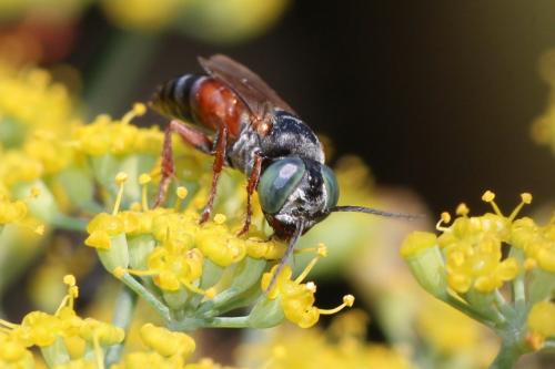 Tachysphex sp.